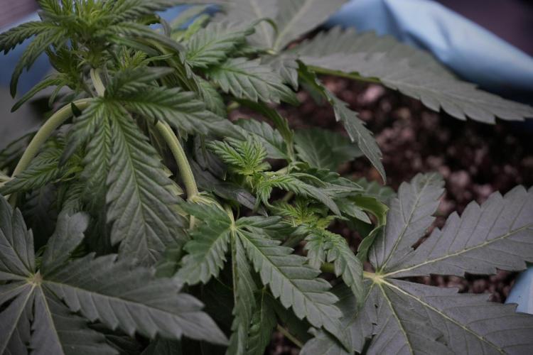 GMO Cookies Served with extra curiosity. Week 5 - Trainings 