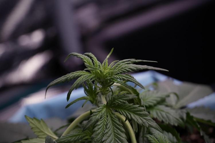 GMO Cookies Served with extra curiosity. Week 5 - Trainings 