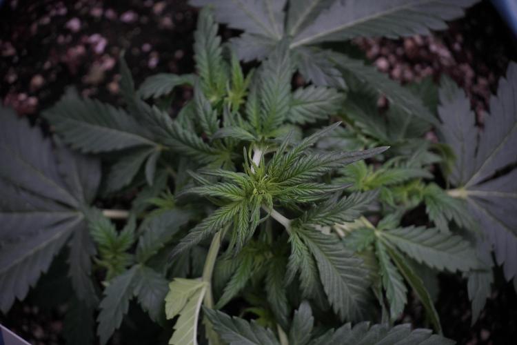 GMO Cookies Served with extra curiosity. Week 5 - Trainings 