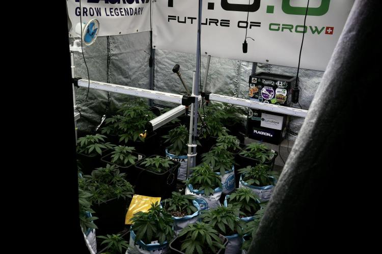 GMO Cookies Served with extra curiosity. Week 5 - Room Gear and Vibes 