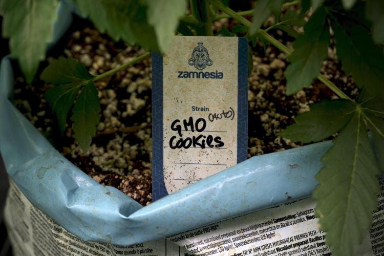 GMO Cookies Served with extra curiosity. Week 5 - GMO Cookies 12/12 From Seed