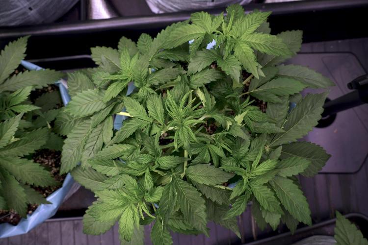 GMO Cookies Served with extra curiosity. Week 5 - GMO Cookies 12/12 From Seed Trainings 