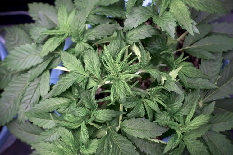 GMO Cookies Served with extra curiosity. Week 5 - GMO Cookies 12/12 From Seed Trainings 