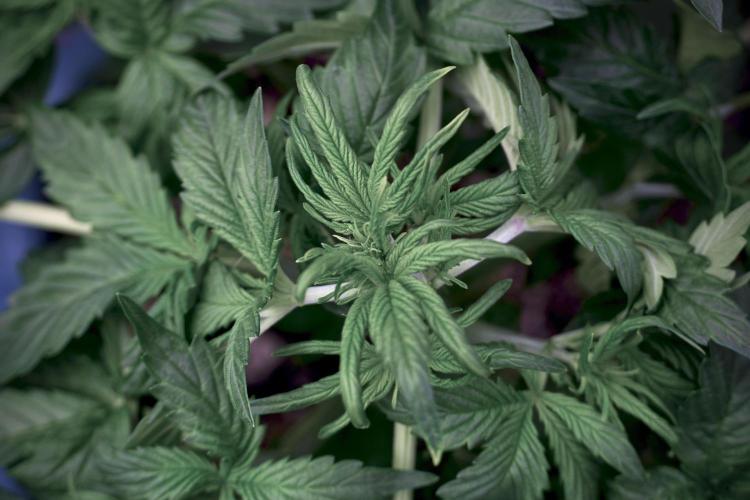 GMO Cookies Served with extra curiosity. Week 5 - GMO Cookies 12/12 From Seed Trainings 