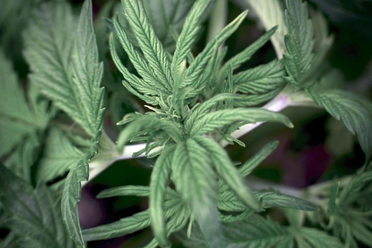 GMO Cookies Served with extra curiosity. Week 5 - GMO Cookies 12/12 From Seed Trainings 