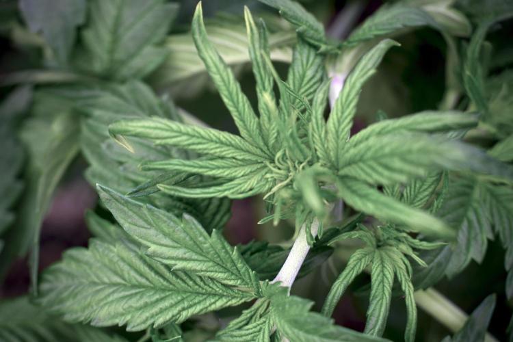 GMO Cookies Served with extra curiosity. Week 5 - GMO Cookies 12/12 From Seed Trainings 