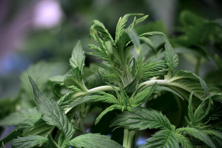 GMO Cookies Served with extra curiosity. Week 5 - GMO Cookies 12/12 From Seed Trainings 