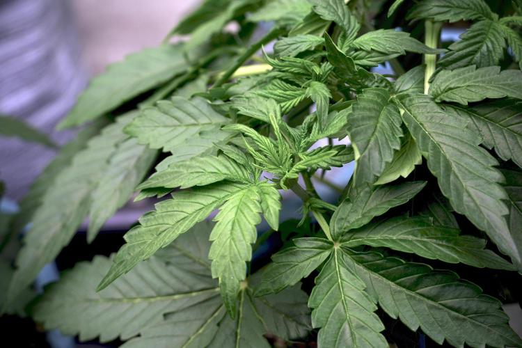 GMO Cookies Served with extra curiosity. Week 5 - GMO Cookies 12/12 From Seed Trainings 