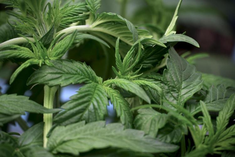 GMO Cookies Served with extra curiosity. Week 5 - GMO Cookies 12/12 From Seed Trainings 