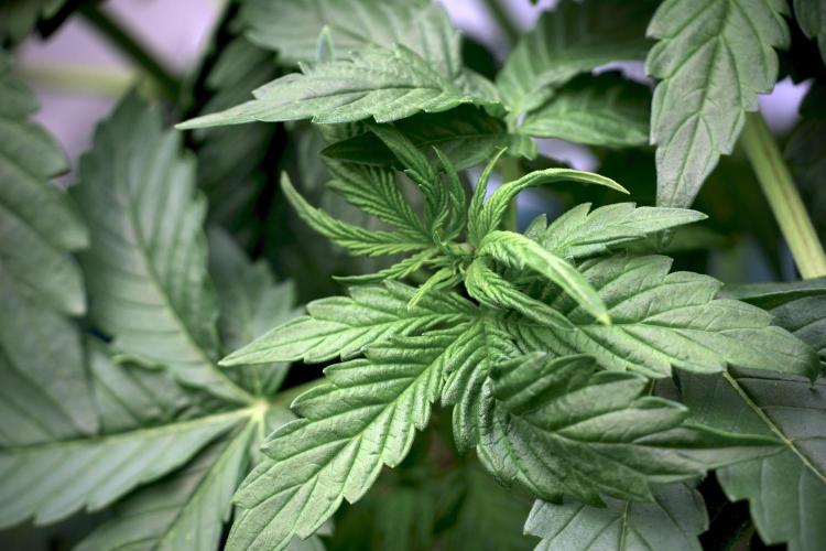 GMO Cookies Served with extra curiosity. Week 5 - GMO Cookies 12/12 From Seed Trainings 