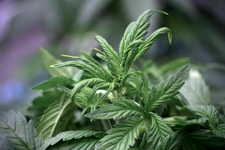 GMO Cookies Served with extra curiosity. Week 5 - GMO Cookies 12/12 From Seed Trainings 