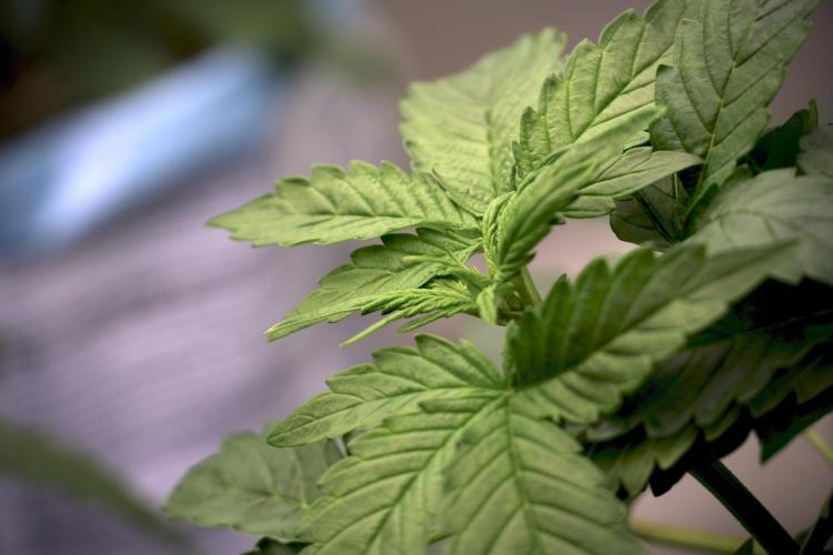 GMO Cookies Served with extra curiosity. Week 5 - GMO Cookies 12/12 From Seed Trainings 