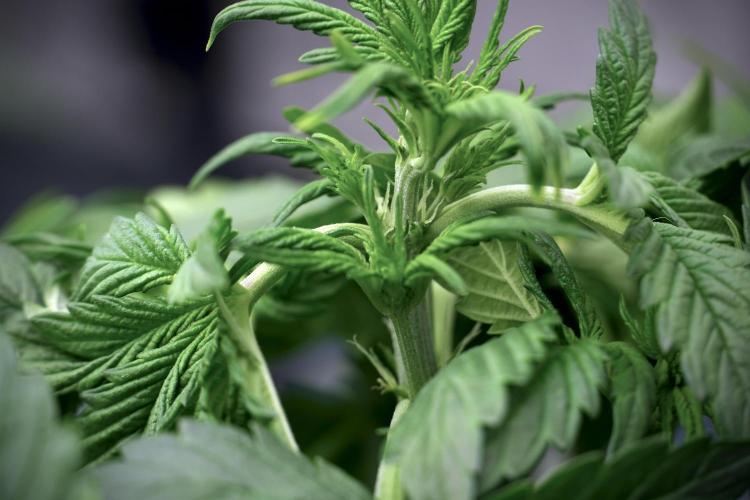 GMO Cookies Served with extra curiosity. Week 5 - GMO Cookies 12/12 From Seed Trainings 