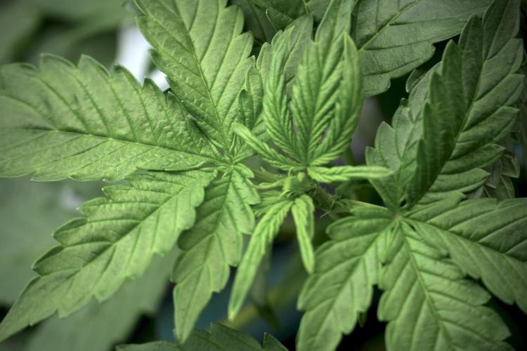 GMO Cookies Served with extra curiosity. Week 5 - GMO Cookies 12/12 From Seed Trainings 