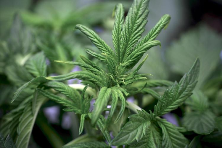 GMO Cookies Served with extra curiosity. Week 5 - GMO Cookies 12/12 From Seed Trainings 