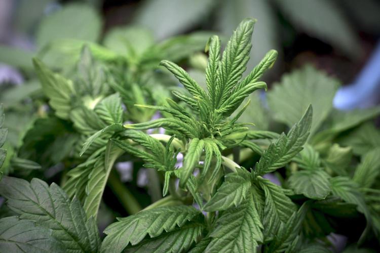 GMO Cookies Served with extra curiosity. Week 5 - GMO Cookies 12/12 From Seed Trainings 