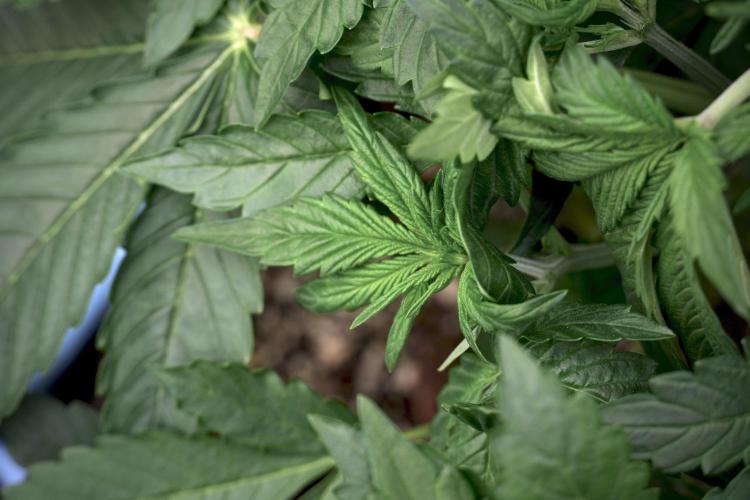 GMO Cookies Served with extra curiosity. Week 5 - GMO Cookies 12/12 From Seed Trainings 