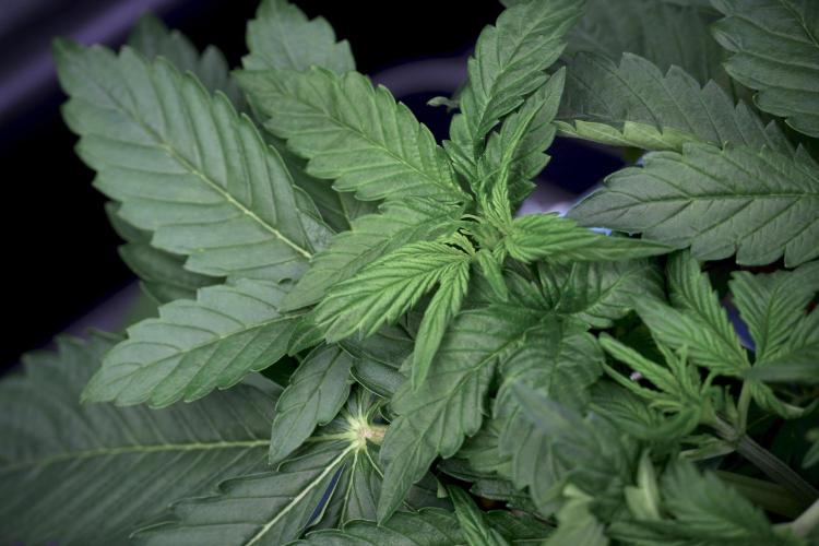 GMO Cookies Served with extra curiosity. Week 5 - GMO Cookies 12/12 From Seed Trainings 