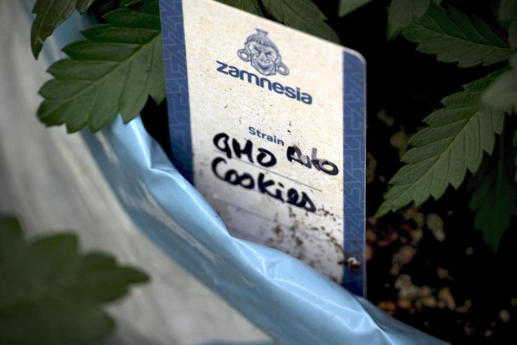 GMO Cookies Served with extra curiosity. Week 5 - GMO Cookies 12/12 From Seed Trainings 