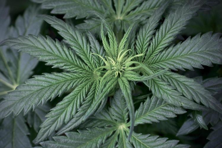 GMO Cookies Served with extra curiosity. Week 5 - GMO Cookies 12/12 From Seed Trainings 