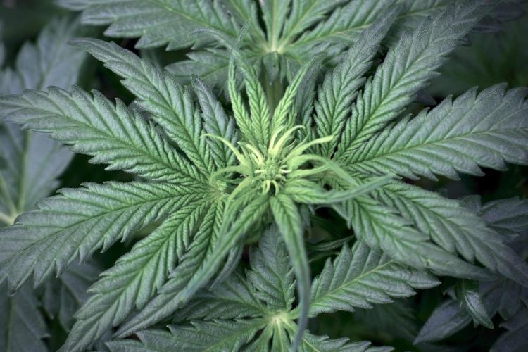 GMO Cookies Served with extra curiosity. Week 5 - GMO Cookies 12/12 From Seed Trainings 