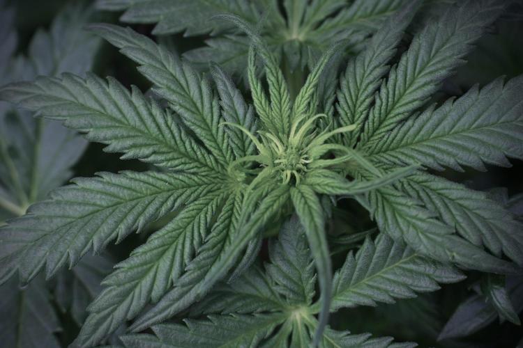 GMO Cookies Served with extra curiosity. Week 5 - GMO Cookies 12/12 From Seed Trainings 