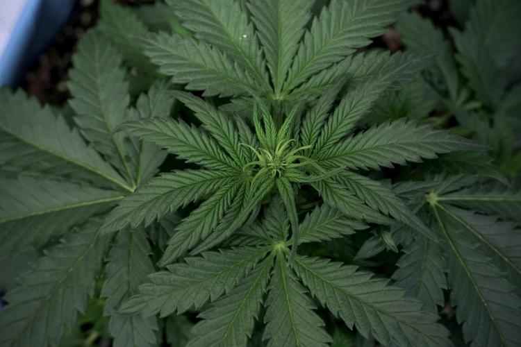 GMO Cookies Served with extra curiosity. Week 5 - GMO Cookies 12/12 From Seed Trainings 