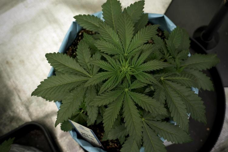 GMO Cookies Served with extra curiosity. Week 5 - GMO Cookies 12/12 From Seed Trainings 