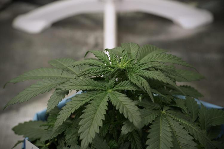 GMO Cookies Served with extra curiosity. Week 5 - GMO Cookies 12/12 From Seed Trainings 