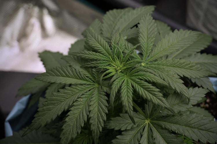 GMO Cookies Served with extra curiosity. Week 5 - GMO Cookies 12/12 From Seed Trainings 