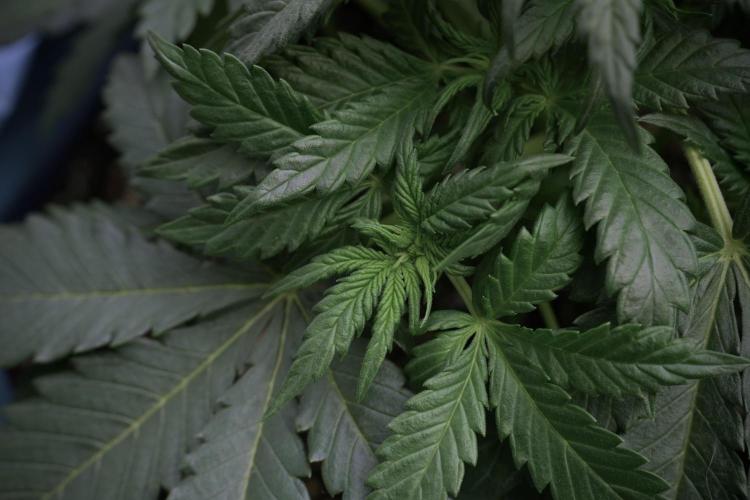 GMO Cookies Served with extra curiosity. Week 5 - GMO Cookies 12/12 From Seed Trainings 