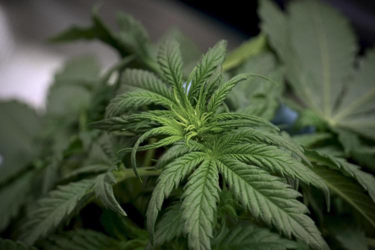 GMO Cookies Served with extra curiosity. Week 5 - GMO Cookies 12/12 From Seed Trainings 