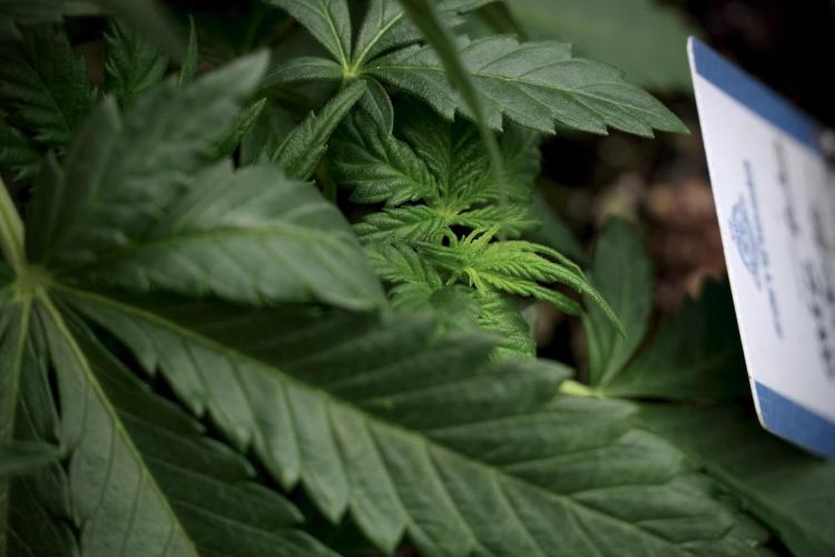 GMO Cookies Served with extra curiosity. Week 5 - GMO Cookies 12/12 From Seed Trainings 