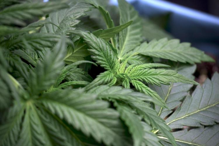 GMO Cookies Served with extra curiosity. Week 5 - GMO Cookies 12/12 From Seed Trainings 