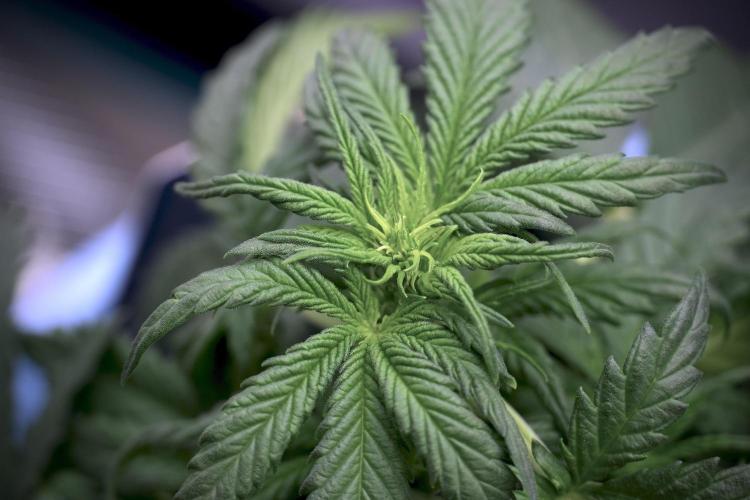 GMO Cookies Served with extra curiosity. Week 5 - GMO Cookies 12/12 From Seed Trainings 