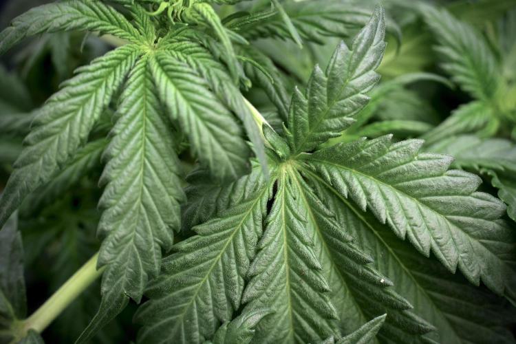 GMO Cookies Served with extra curiosity. Week 5 - GMO Cookies 12/12 From Seed Trainings 