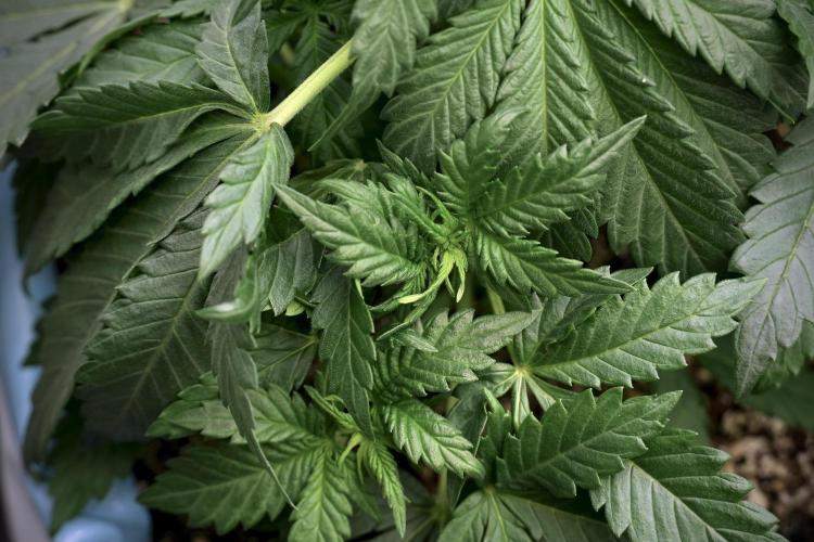 GMO Cookies Served with extra curiosity. Week 5 - GMO Cookies 12/12 From Seed Trainings 