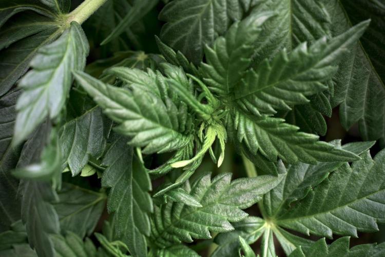 GMO Cookies Served with extra curiosity. Week 5 - GMO Cookies 12/12 From Seed Trainings 