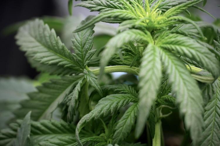 GMO Cookies Served with extra curiosity. Week 5 - GMO Cookies 12/12 From Seed Trainings 