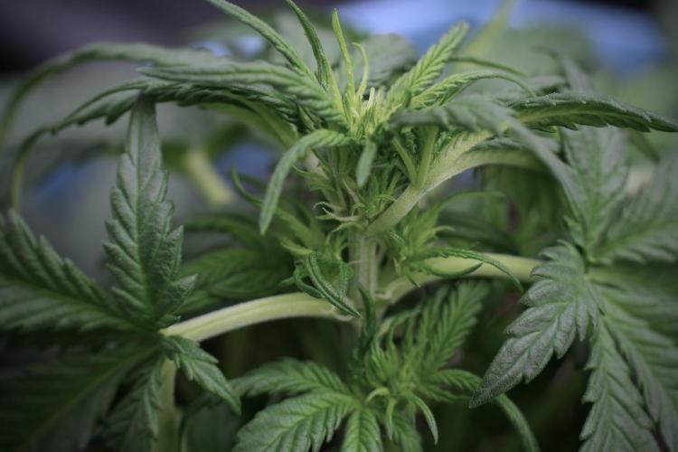 GMO Cookies Served with extra curiosity. Week 5 - GMO Cookies 12/12 From Seed Trainings 