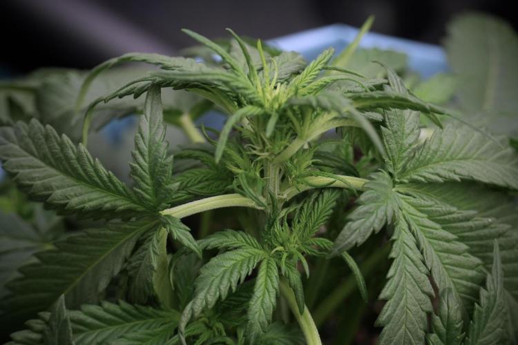 GMO Cookies Served with extra curiosity. Week 5 - GMO Cookies 12/12 From Seed Trainings 