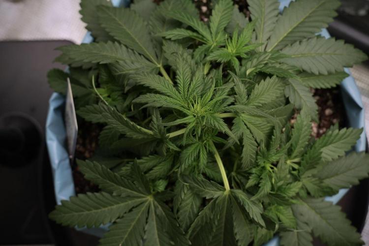 GMO Cookies Served with extra curiosity. Week 5 - GMO Cookies 12/12 From Seed Trainings 