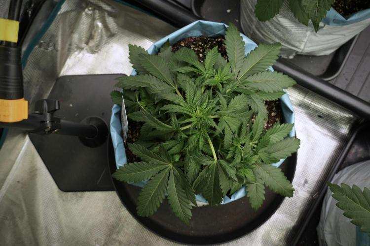 GMO Cookies Served with extra curiosity. Week 5 - GMO Cookies 12/12 From Seed Trainings 