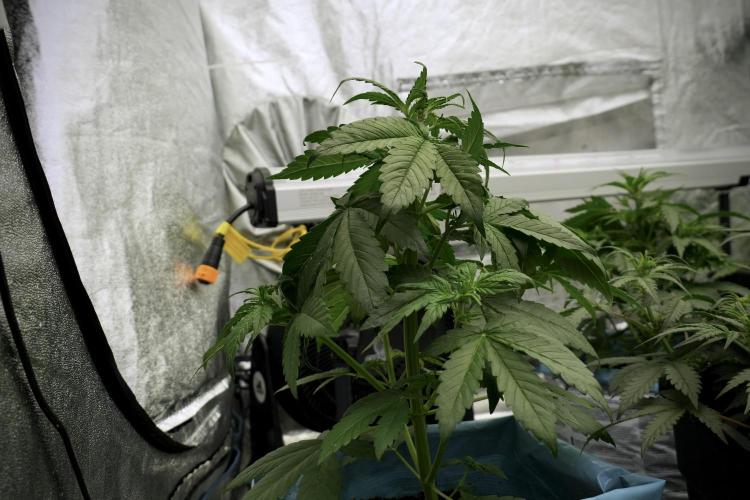 GMO Cookies Served with extra curiosity. Week 5 - GMO Cookies 12/12 From Seed Trainings 