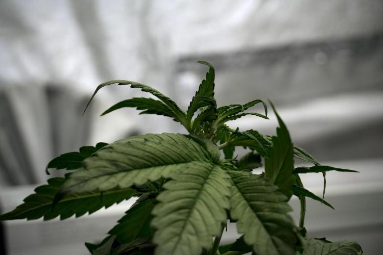 GMO Cookies Served with extra curiosity. Week 5 - GMO Cookies 12/12 From Seed Trainings 