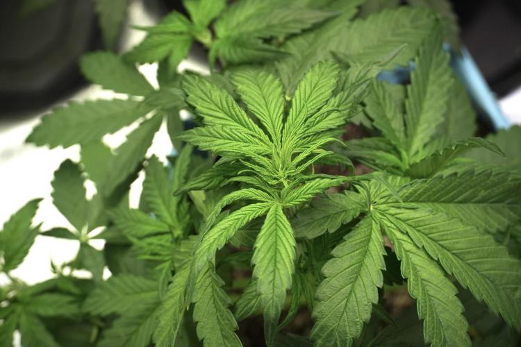 GMO Cookies Served with extra curiosity. Week 5 - GMO Cookies 12/12 From Seed Trainings 