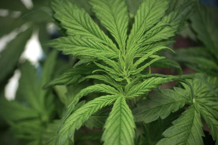 GMO Cookies Served with extra curiosity. Week 5 - GMO Cookies 12/12 From Seed Trainings 