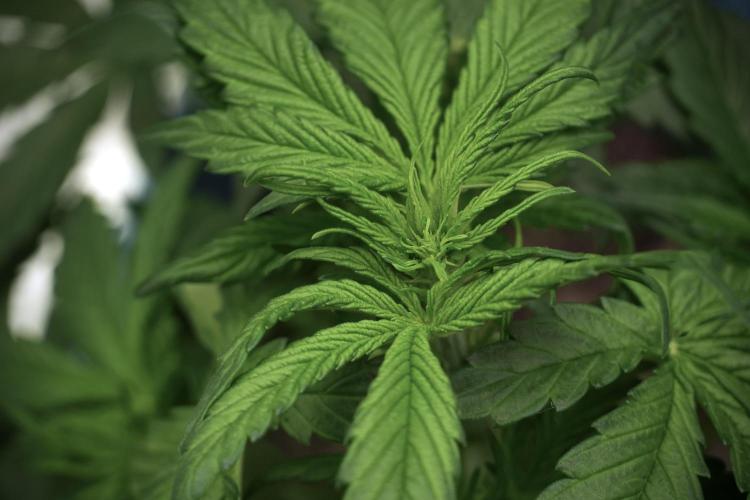 GMO Cookies Served with extra curiosity. Week 5 - GMO Cookies 12/12 From Seed Trainings 