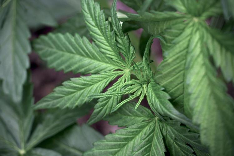 GMO Cookies Served with extra curiosity. Week 5 - GMO Cookies 12/12 From Seed Trainings 