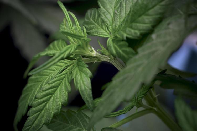 GMO Cookies Served with extra curiosity. Week 5 - GMO Cookies 12/12 From Seed Trainings 